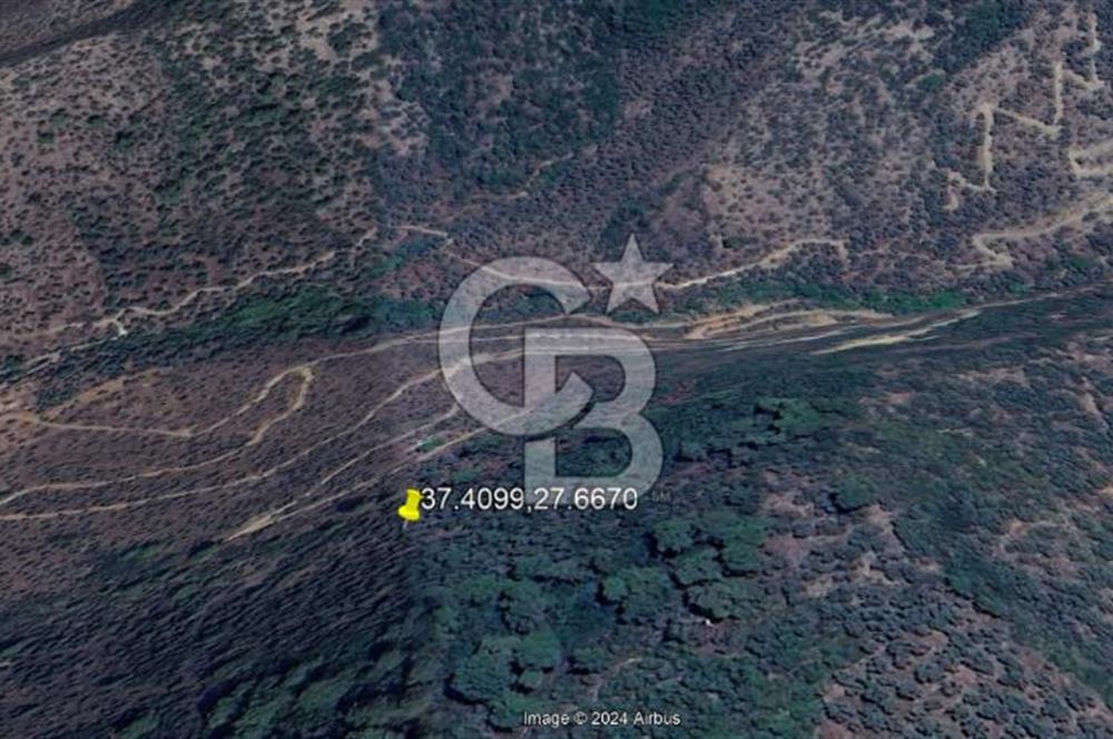 MUĞLA MİLAS HACIAHMETLER YATIRIMLIK ZEYTİNLİK