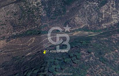 MUĞLA MİLAS HACIAHMETLER YATIRIMLIK ZEYTİNLİK