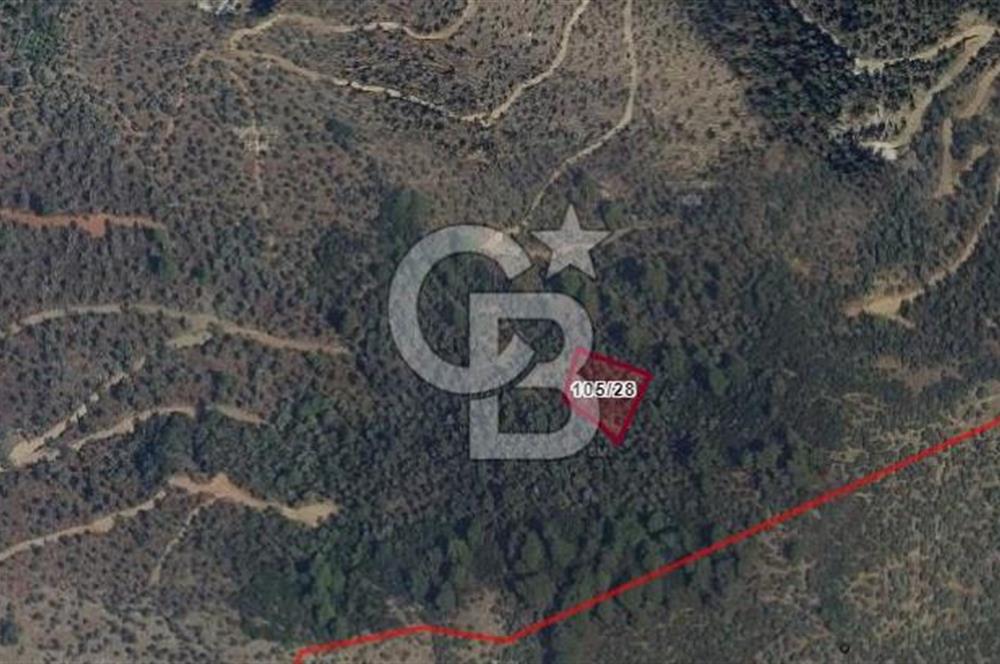 MUĞLA MİLAS HACIAHMETLER YATIRIMLIK ZEYTİNLİK