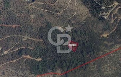 MUĞLA MİLAS HACIAHMETLER YATIRIMLIK ZEYTİNLİK