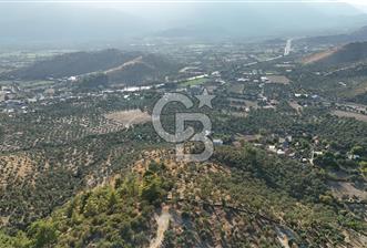 MUĞLA MİLAS HACIAHMETLER YATIRIMLIK ZEYTİNLİK