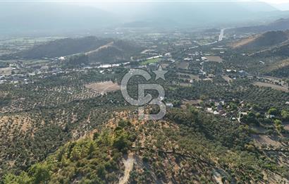 MUĞLA MİLAS HACIAHMETLER YATIRIMLIK ZEYTİNLİK