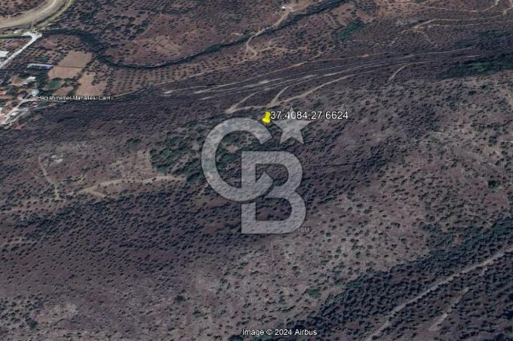 MİLAS HACIAHMETLER ULAŞIM YOLU AÇIK YATIRIMLIK ZEYTİNLİK