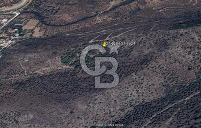 MİLAS HACIAHMETLER ULAŞIM YOLU AÇIK YATIRIMLIK ZEYTİNLİK