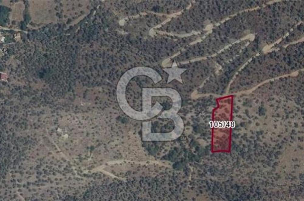 MİLAS HACIAHMETLER ULAŞIM YOLU AÇIK YATIRIMLIK ZEYTİNLİK