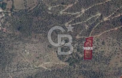 MİLAS HACIAHMETLER ULAŞIM YOLU AÇIK YATIRIMLIK ZEYTİNLİK