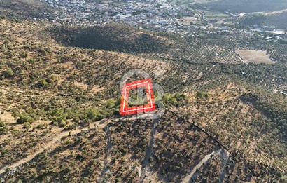 MİLAS HACIAHMETLER ULAŞIM YOLU AÇIK YATIRIMLIK ZEYTİNLİK