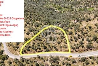 MİLAS KANDAK ANA YOL ÜZERİ SATILIK 1400M2 ZEYTİNLİK