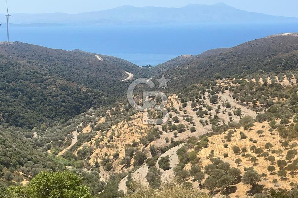 Karaburun Sarpincikta ful deniz manzaralı yola cephe düz arazi