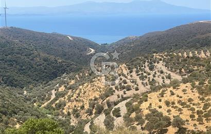 Karaburun Sarpincikta ful deniz manzaralı yola cephe düz arazi