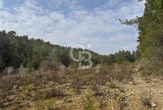 UZUNKALEDE 16047 m2 TEK TAPU SATILIK TARLA TAKAS OLUR