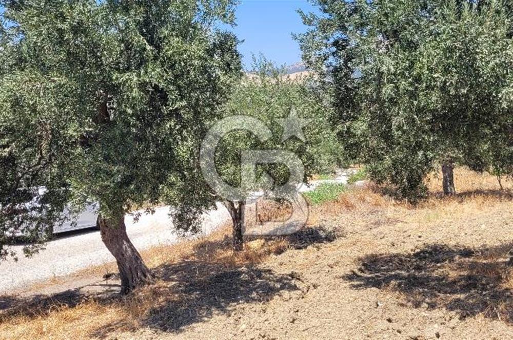 Aliağa Yenişakran'da Deniz Manzaralı Zeytinlik.