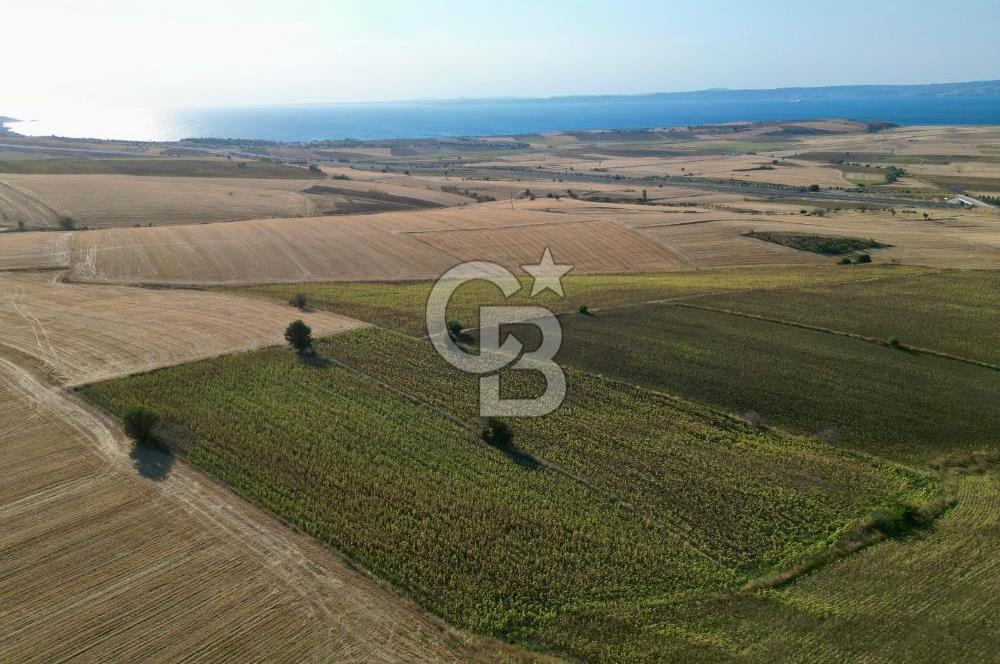 ÇANAKKALE GELİBOLU BOLAYIR DENİZ GÖREN SATILIK 9 DÖNÜM TARLA