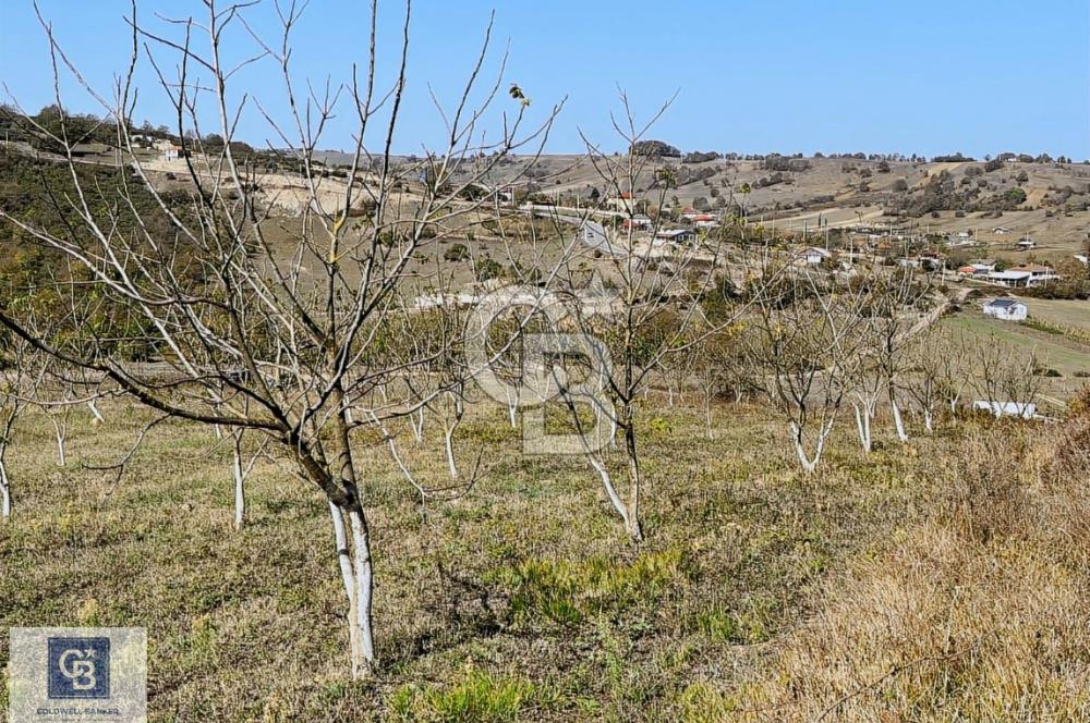 İZMİT KAYNARCA KÖYÜN DE SATILIK CEVİZ,FINDIK TARLASI