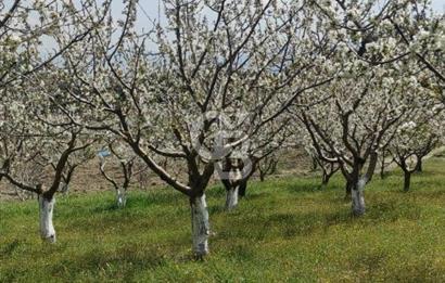 BORNOVA YAKAKÖY'DE KİRAZ AĞAÇLI 830 M2 SATILIK TARLA
