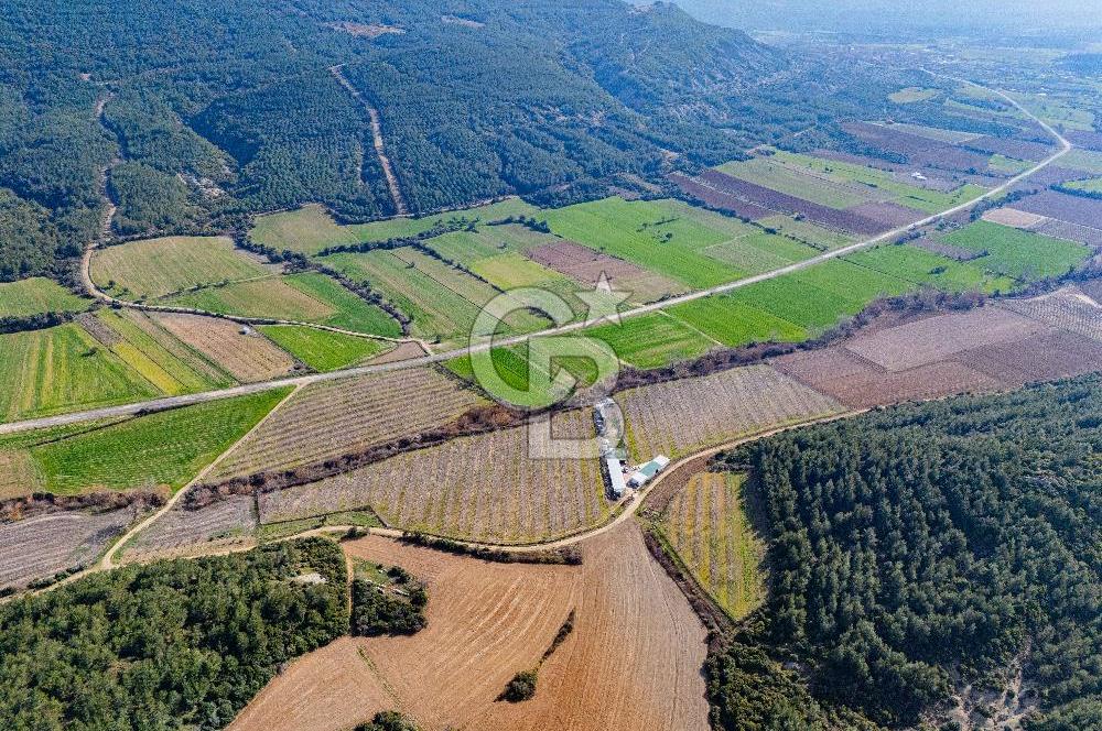 GELİBOLU KARAİNEBEYLİ KÖYÜNDE 50 DÖNÜM SATILIK CEVİZLİK