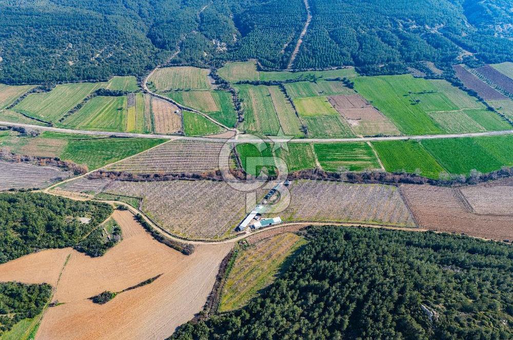 GELİBOLU KARAİNEBEYLİ KÖYÜNDE 50 DÖNÜM SATILIK CEVİZLİK