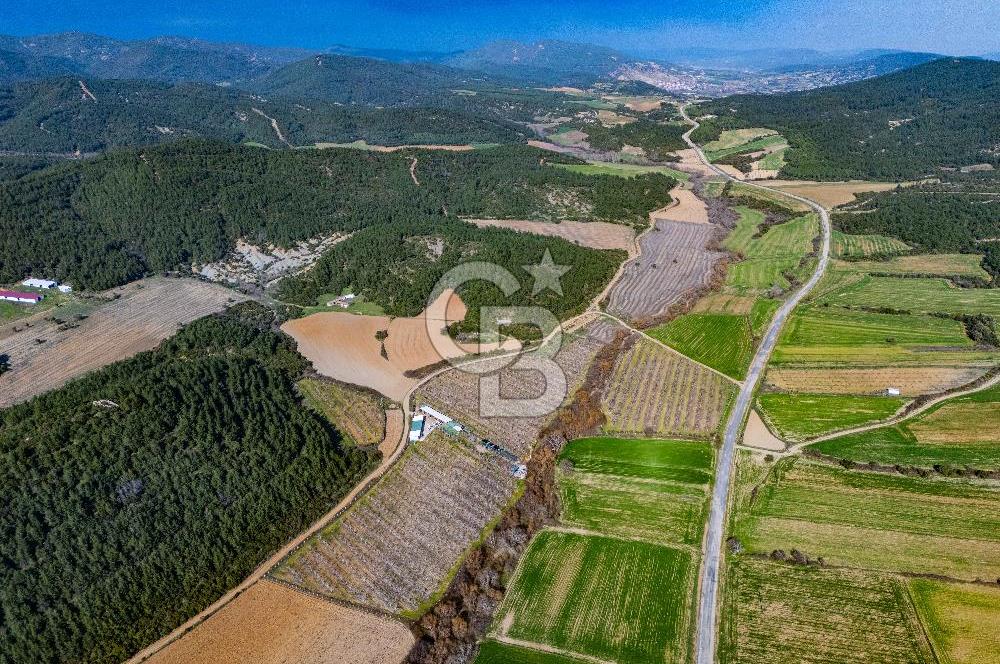 GELİBOLU KARAİNEBEYLİ KÖYÜNDE 50 DÖNÜM SATILIK CEVİZLİK