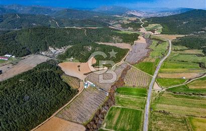 GELİBOLU KARAİNEBEYLİ KÖYÜNDE 50 DÖNÜM SATILIK CEVİZLİK