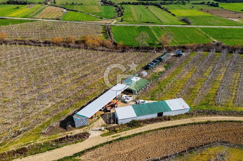 GELİBOLU KARAİNEBEYLİ KÖYÜNDE 50 DÖNÜM SATILIK CEVİZLİK