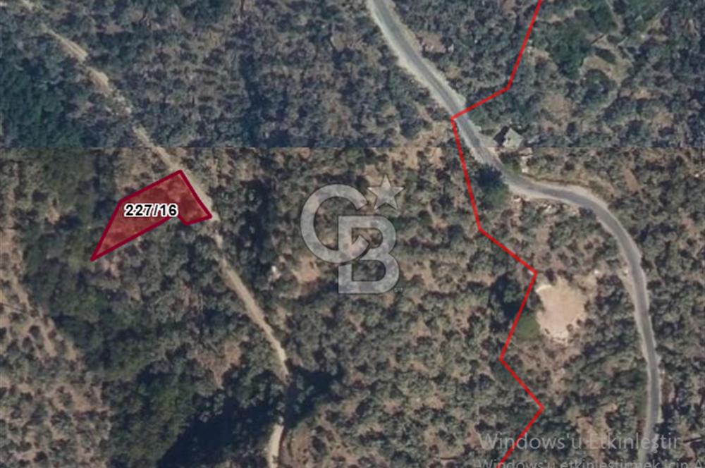 MİLAS SAKARKAYA'DA YOLA SIFIR ZEYTİNLİK