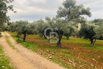 TORBALI YAZIBASI ISTIKLAL MAH. 4.800m2 WITH 183 OLIVE TREES