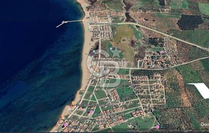 Çanakkale Geyikli'de Satılık Zeytinlik! Bozcaada Manzaralı