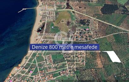 Çanakkale Geyikli'de Satılık Zeytinlik! Bozcaada Manzaralı