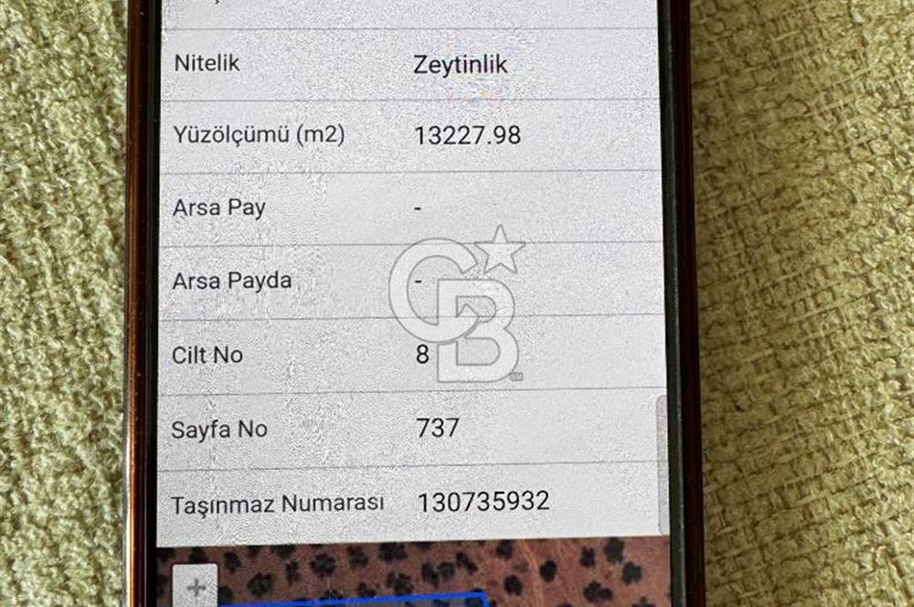 Çanakkale Geyikli'de Satılık Zeytinlik! Bozcaada Manzaralı