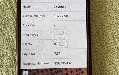 Çanakkale Geyikli'de Satılık Zeytinlik! Bozcaada Manzaralı