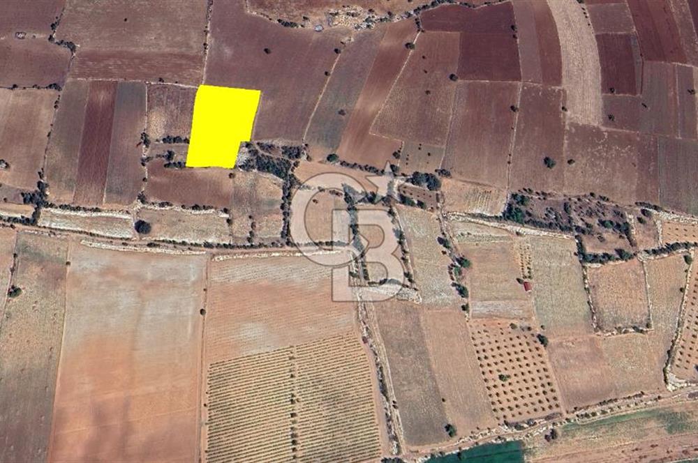 Denizli Güney Cindere De Satılık 7.250 M² Adaçayı Bahçesi 