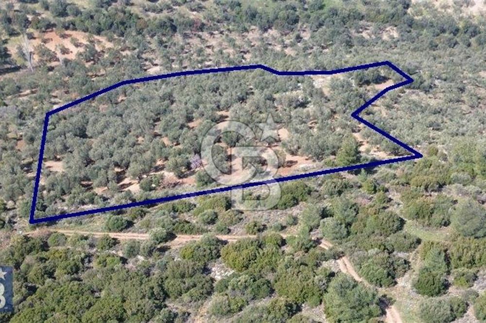 Zeytindağ'a 2,5 Km. 130 Ağaçlı 10.720 m2 Satılık Zeytinlik