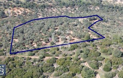 Zeytindağ'a 2,5 Km. 130 Ağaçlı 10.720 m2 Satılık Zeytinlik