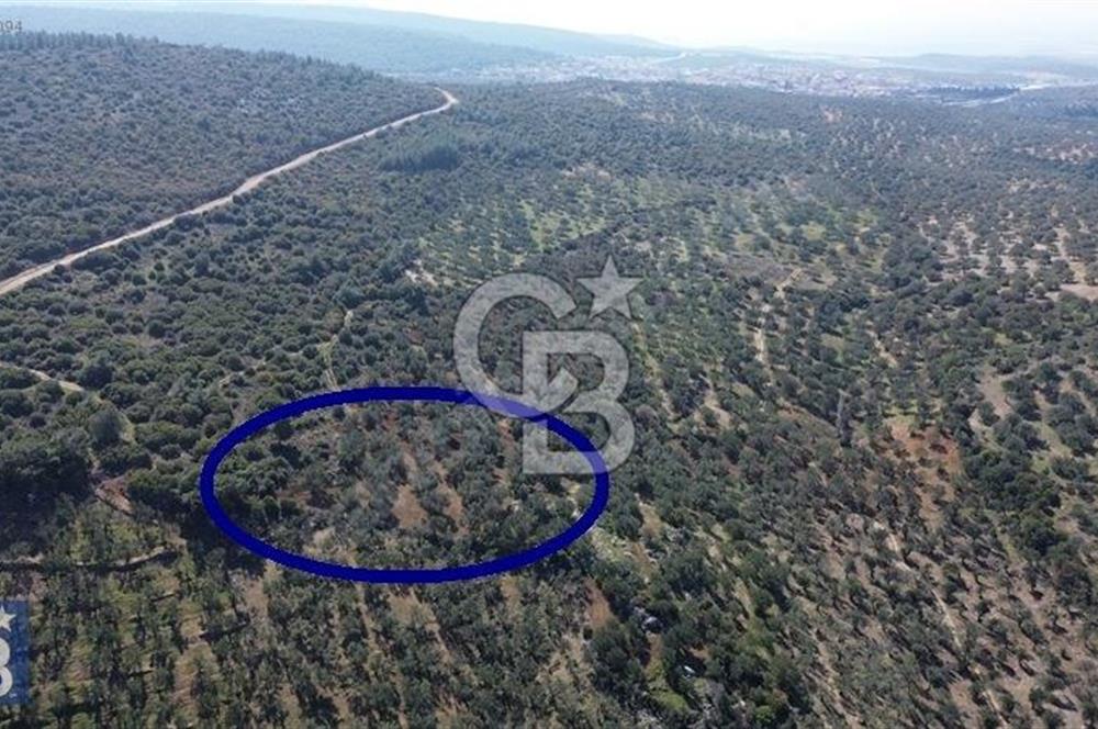Zeytindağ'a 2,5 Km. 130 Ağaçlı 10.720 m2 Satılık Zeytinlik