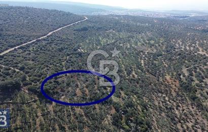 Zeytindağ'a 2,5 Km. 130 Ağaçlı 10.720 m2 Satılık Zeytinlik