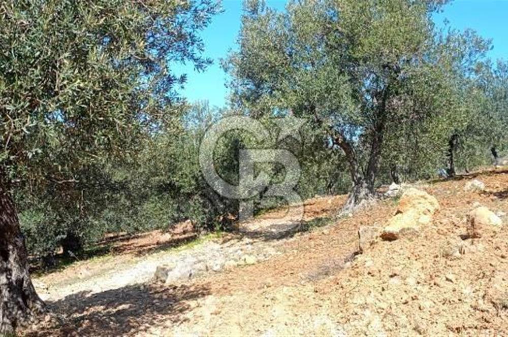 Zeytindağ'a 2,5 Km. 130 Ağaçlı 10.720 m2 Satılık Zeytinlik