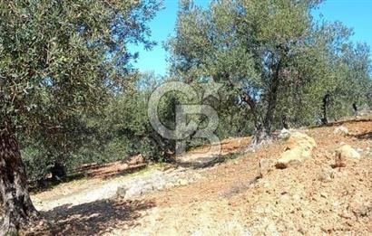 Zeytindağ'a 2,5 Km. 130 Ağaçlı 10.720 m2 Satılık Zeytinlik
