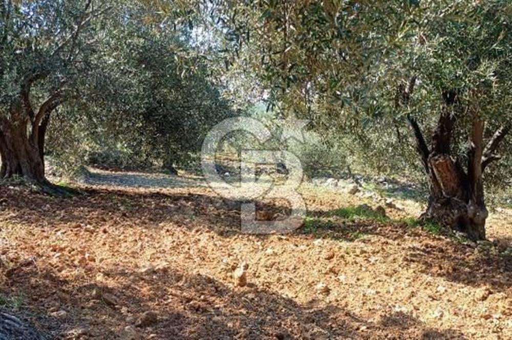 Zeytindağ'a 2,5 Km. 130 Ağaçlı 10.720 m2 Satılık Zeytinlik
