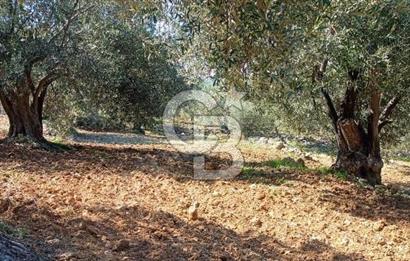 Zeytindağ'a 2,5 Km. 130 Ağaçlı 10.720 m2 Satılık Zeytinlik