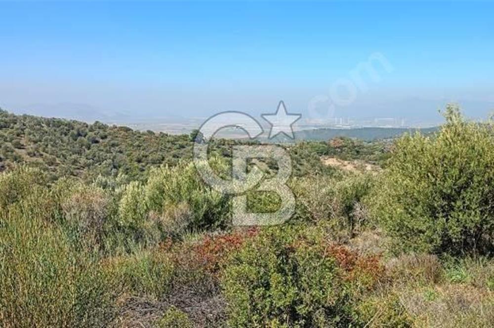 Zeytindağ'a 2,5 Km. 130 Ağaçlı 10.720 m2 Satılık Zeytinlik