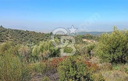 Zeytindağ'a 2,5 Km. 130 Ağaçlı 10.720 m2 Satılık Zeytinlik
