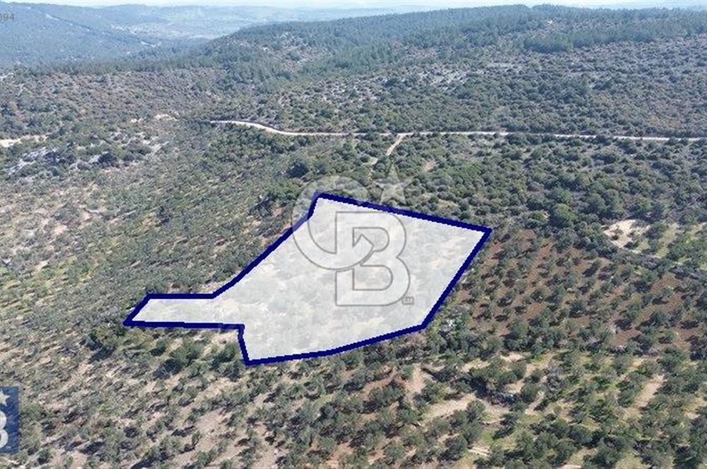 Zeytindağ'a 2,5 Km. 130 Ağaçlı 10.720 m2 Satılık Zeytinlik