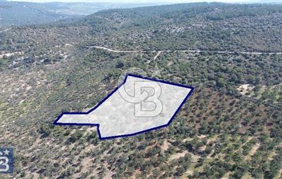 Zeytindağ'a 2,5 Km. 130 Ağaçlı 10.720 m2 Satılık Zeytinlik