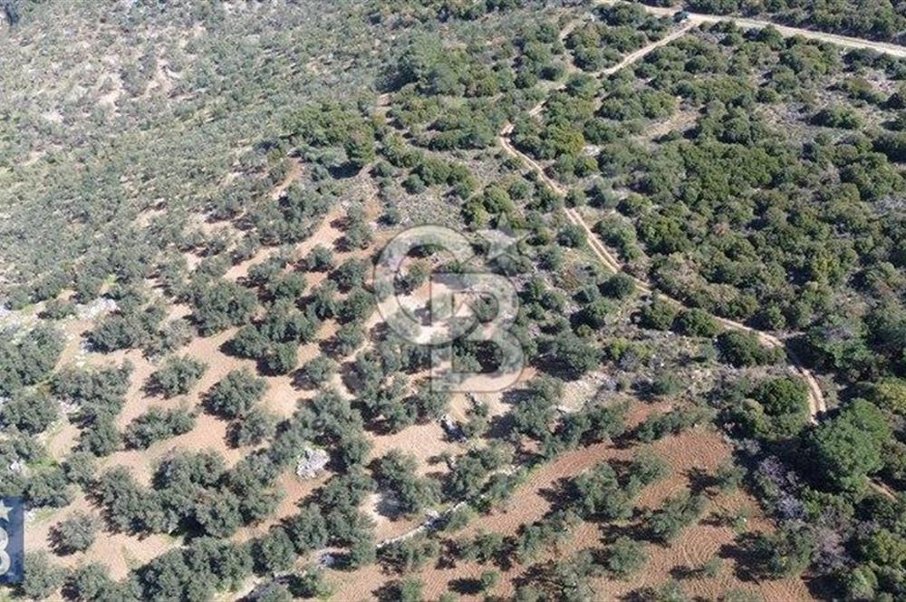 Zeytindağ'a 2,5 Km. 130 Ağaçlı 10.720 m2 Satılık Zeytinlik