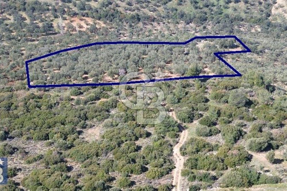 Zeytindağ'a 2,5 Km. 130 Ağaçlı 10.720 m2 Satılık Zeytinlik