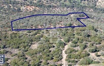 Zeytindağ'a 2,5 Km. 130 Ağaçlı 10.720 m2 Satılık Zeytinlik