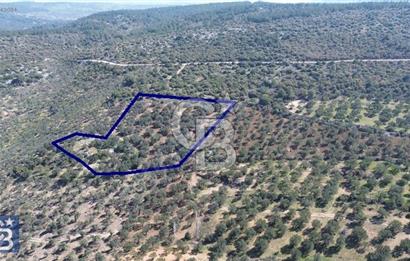 Zeytindağ'a 2,5 Km. 130 Ağaçlı 10.720 m2 Satılık Zeytinlik