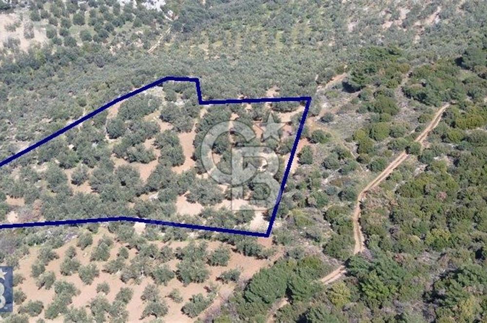 Zeytindağ'a 2,5 Km. 130 Ağaçlı 10.720 m2 Satılık Zeytinlik