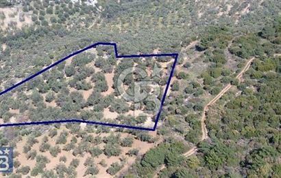 Zeytindağ'a 2,5 Km. 130 Ağaçlı 10.720 m2 Satılık Zeytinlik