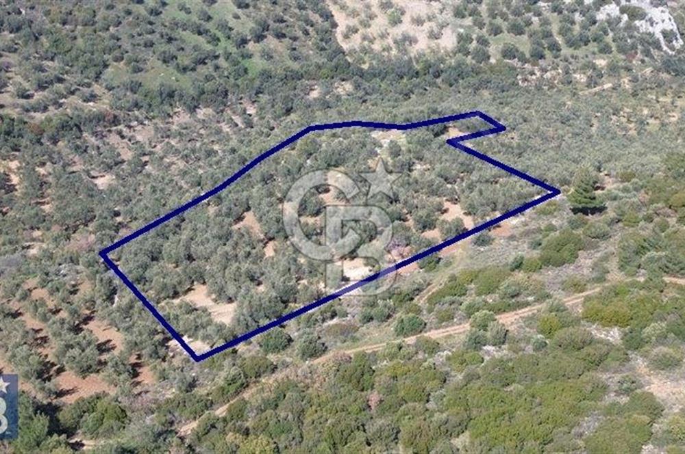 Zeytindağ'a 2,5 Km. 130 Ağaçlı 10.720 m2 Satılık Zeytinlik